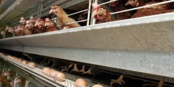 Rincian Modal Ternak Ayam Petelur 100 Ekor, Tembus Rp15 Juta!