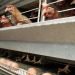Rincian Modal Ternak Ayam Petelur 100 Ekor, Tembus Rp15 Juta!