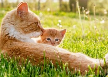 Total Biaya Perawatan Kucing per Bulan: Makanan, Kesehatan, dll