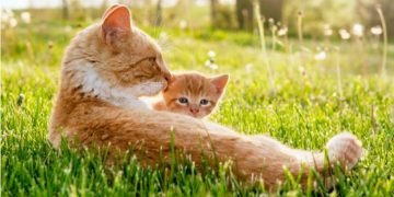 Total Biaya Perawatan Kucing per Bulan: Makanan, Kesehatan, dll