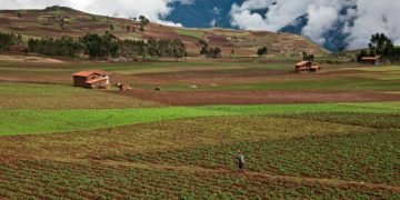 Apa Itu Food Estate?